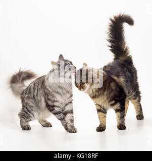 CAT - Norwegian Forest - Silver &amp; Brown Tabby Stock Photo
