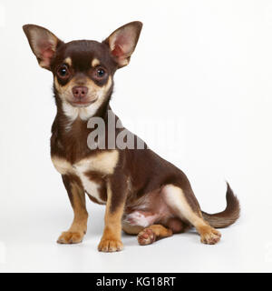 CHIHUAHUA DOG Stock Photo