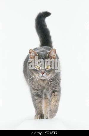 CAT - Walking towards camera Stock Photo