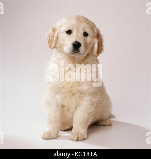 Golden Retriever Dog - Puppy eight weeks old Stock Photo