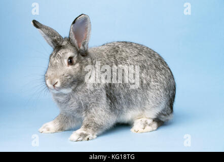 Chinchilla RABBIT Stock Photo