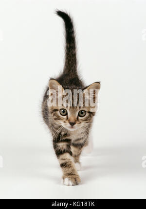 CAT - Kitten walking toward camera. 55 days old. Stock Photo