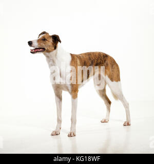 DOG - Lurcher, studio shot Stock Photo