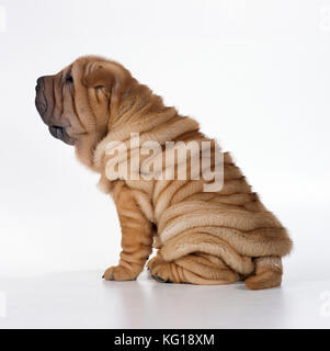 DOG - Shar Pei puppy sitting, side view Stock Photo