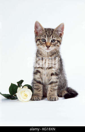 CAT - tabby kitten with white rose Stock Photo