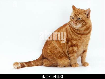 Overweight Cat is Lying on a Weight Scale. Fat Ginger Cat Lying on Floor  Stock Photo - Image of body, obese: 228326384