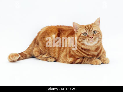 CAT - obese / fat ginger cat Stock Photo
