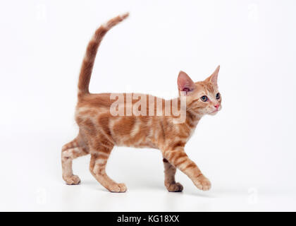 CAT - Ginger Kitten Stock Photo