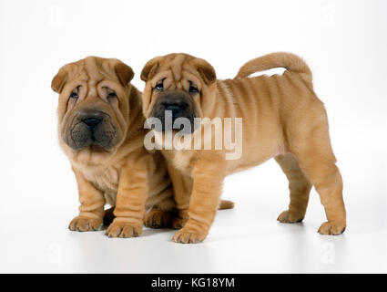 DOG - Two Shar Pei puppies Stock Photo