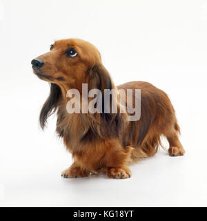 Dog Miniature Long Haired Dachshund Also Known As Doxie In Us