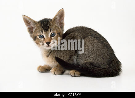 Cat - Abyssinian Cross kitten Stock Photo