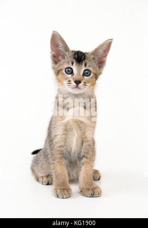 Cat - Abyssinian Cross kitten Stock Photo