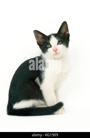 Black &amp; White Cat - kitten 9 weeks old Stock Photo