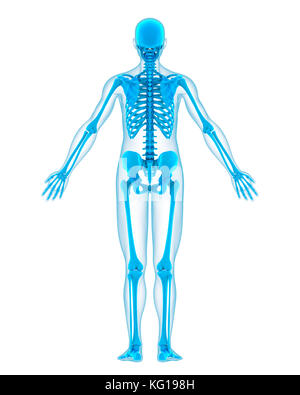 Human Skeleton System Bones Posterior View Anatomy Stock Photo - Alamy