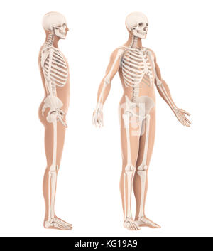 Human Skeleton Anatomy Stock Photo