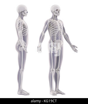 Human Skeleton Anatomy Stock Photo
