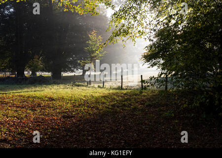 Barham, Nr Canterbury, Kent, UK. 2nd November 2017.  A cold and misty morning near the village of Barham, 5 degrees C. The strong, low sunlight streams through the trees and mist to highlight the autumn leaves and gives strong shadows cast across the grass, Sheep stand in the mist covered with dew. Credit: Richard Donovan/Alamy Live News. Stock Photo