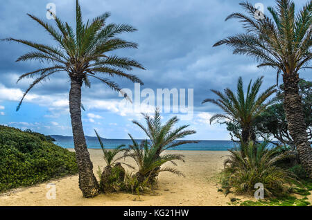 The palm forest of Vai is one of the most popular sights in Crete.It attracts thousands of visitors every year. Stock Photo