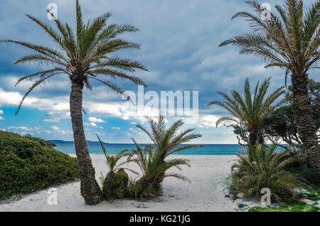 The palm forest of Vai is one of the most popular sights in Crete.It attracts thousands of visitors every year. Stock Photo