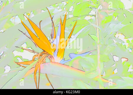 Abstract Bird of Paradise Plant at New York Botanical Garden Stock Photo