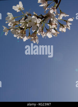 A branch of a mountain ash tree with blossoms in spring Stock Photo