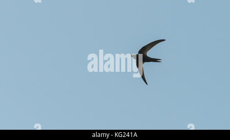 A shot of a swift flying overhead. Stock Photo