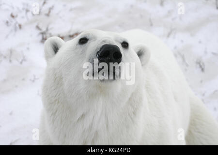 An extreme close up of a polar bear looking up at the photographer while hunting in the snow of the artic tundra. Stock Photo