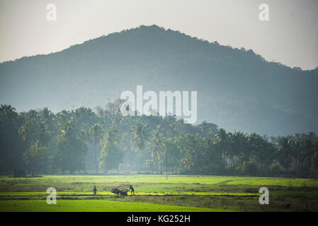 Rice paddy fields, Palolem, Goa, India, asia Stock Photo