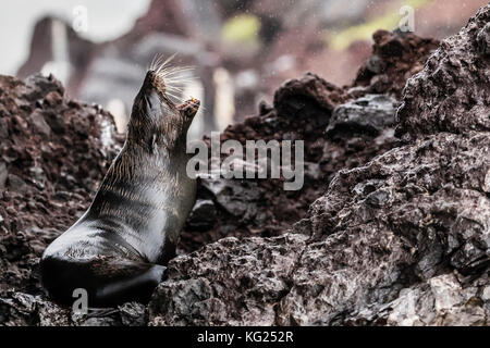 Adult Galapagos fur seal (Arctocephalus galapagoensis), hauled out on Santiago Island, Galapagos, Ecuador, South America Stock Photo