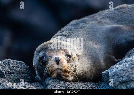 Adult Galapagos fur seal (Arctocephalus galapagoensis), hauled out on Santiago Island, Galapagos, Ecuador, South America Stock Photo