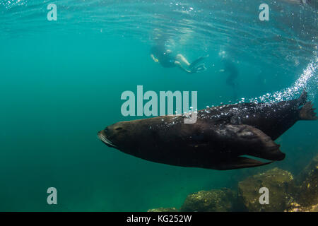 Adult bull Galapagos fur seal (Arctocephalus galapagoensis) underwater on Genovesa Island, Galapagos, Ecuador, South America Stock Photo