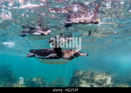 Galapagos penguins (Spheniscus mendiculus) swimming underwater at Bartolome Island, Galapagos, Ecuador, South America Stock Photo