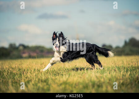 Running border collie in a field, Oxfordshire, England, United Kingdom, Europe Stock Photo