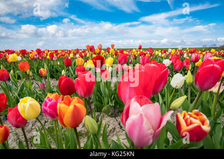 Multicoloured tulip field, Yersekendam, Zeeland province, Netherlands, Europe Stock Photo