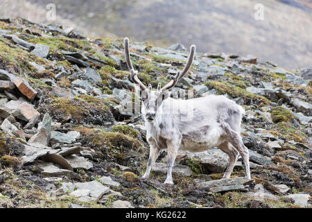 Reindeer (Rangifer tarandus), Spitsbergen, Svalbard, Arctic, Norway, Europe Stock Photo