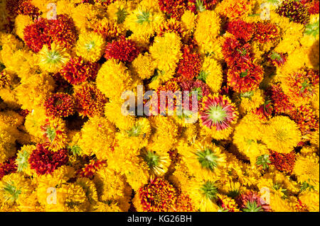 Cut yellow marigolds for sale in the early morning flower market, Jaipur, Rajasthan, India, Asia Stock Photo