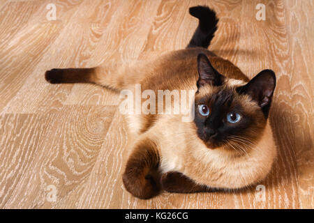 Siamese or Thai cat lies on the floor. The cat is disabled. Three paws, no limb. Stock Photo