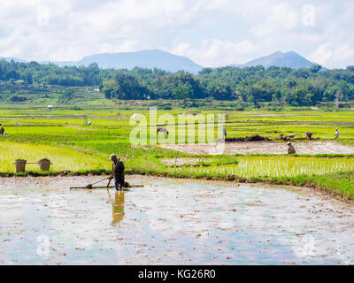 Leveling a rice field for planting, Tana Toraja, Sulawesi, Indonesia, Southeast Asia, Asia Stock Photo