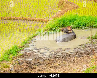 Water buffalo in the muddy rice fields, Tana Toraja, Sulawesi, Indonesia, Southeast Asia, Asia Stock Photo
