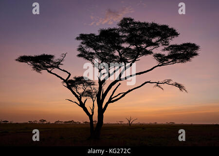 Acacia tree at dawn, Serengeti National Park, Tanzania, East Africa, Africa Stock Photo