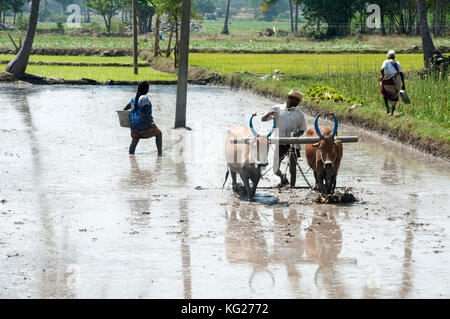 Man ploughing rice paddy with pair of bullocks, ready for planting new crop of rice, Tamil Nadu, India, Asia Stock Photo