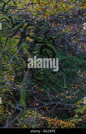 Hook shaped gnarled oak tree in autumnal padley gorge Stock Photo