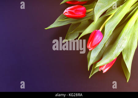 Beautiful multi-colored tulips and decorative hearts lined on a dark chalkboard border, space for text, top view Stock Photo