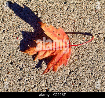 Single autumn maple leaf