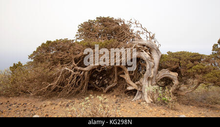 El Hierro, Canary Islands, El Sabinal - site where the wind-shaped juniper trees grow. Calima, saharian sand suspended in the air, bleaches the sky Stock Photo