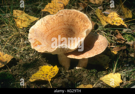 Birken-Milchling, Birken-Reizker, Birkenmilchling, Birkenreizker, Zottiger Birken-Milchling, Zottiger Birkenmilchling, Zottiger Reizker, Lactarius tor Stock Photo