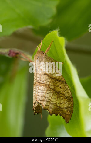 Birken-Sichelflügler, Birkensichelflügler, Echsen-Sichelflügler, Eidechsensichler, Falcaria lacertinaria, Drepana lacertinaria, Scalloped Hook-tip, La Stock Photo