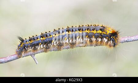 Drinker moth caterpillar, Euthrix potatoria Stock Photo