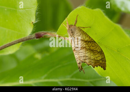 Birken-Sichelflügler, Birkensichelflügler, Echsen-Sichelflügler, Eidechsensichler, Falcaria lacertinaria, Drepana lacertinaria, Scalloped Hook-tip, La Stock Photo