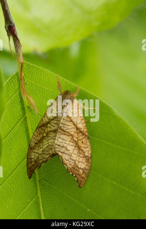 Birken-Sichelflügler, Birkensichelflügler, Echsen-Sichelflügler, Eidechsensichler, Falcaria lacertinaria, Drepana lacertinaria, Scalloped Hook-tip, La Stock Photo